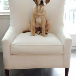 Labrador Retriever Puppies from Abundance Labradors