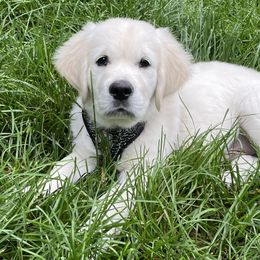 Golden Retriever Puppies from English Creamery Golden Retrievers