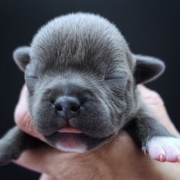 Clue - Blue male Staffordshire Bull Terrier puppy in Dallas, Texas from Wild Blue Staffords