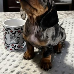Dachshund Puppies from Dachshund Family Love Breeders