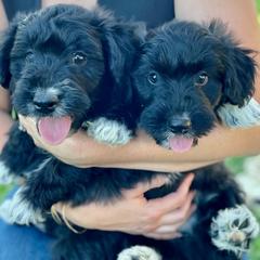 Bordoodles from Rolling C Bordoodle