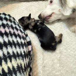 Cooper - Dapple male Dachshund puppy in Cambridge City, Indiana from Hilltop Doxies