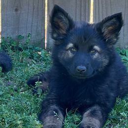 Yellow Girl - Sable German Shepherd puppy in Little Rock, Arkansas from Vom Gonza German Shepherds