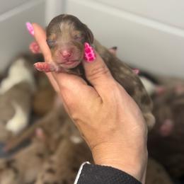 Doc AKC - Dapple male Dachshund puppy in Oklahoma City, Oklahoma from Barrett’s Doxie Farm