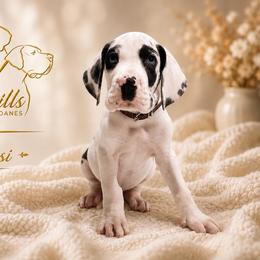 Fonsi - Harlequin male Great Dane puppy in Liberty, New York from Catskills Greatest Danes