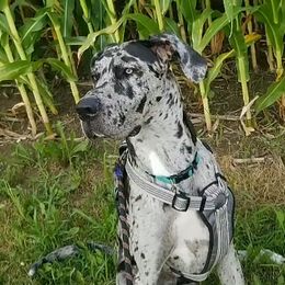 Minnie - Great Dane