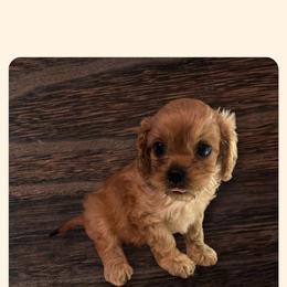 Cavapoo All Grown Up from Carolina Canines
