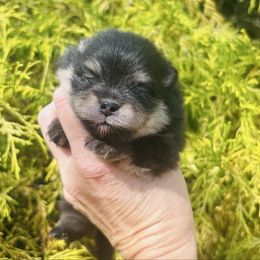 Black and tan - Black and tan female Pomeranian puppy in Fayetteville, North Carolina from Tar-heel Poms
