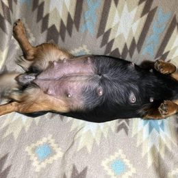 Harley - Dachshund