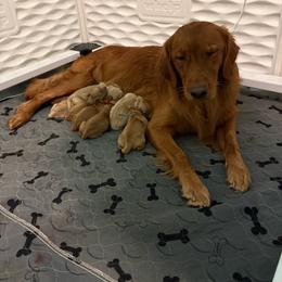 Orange - Golden male Golden Retriever puppy in Eustis, Florida from Earley Goldens