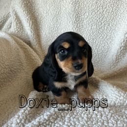 Girl 1 - Black and tan Dachshund puppy in Perris, California from Doxie_pupps
