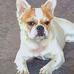 Naomi - French Bulldog