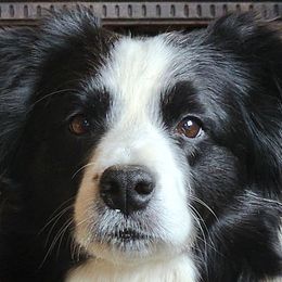 GEORGIA - Border Collie