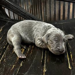 Bella - Blue female Weimaraner puppy in Taylorsville, Mississippi from Southern Magnolia Weimaraners