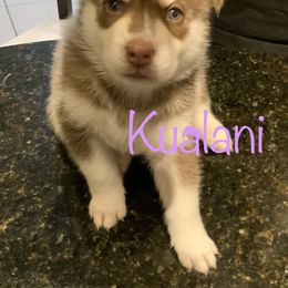 Siberian Husky Puppies from Weber Siberian Huskies