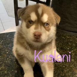 Siberian Husky Puppies from Weber Siberian Huskies
