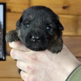 Ivy - Black and red female German Shepherd puppy in Garland, Maine from Vom Schön Traumhund