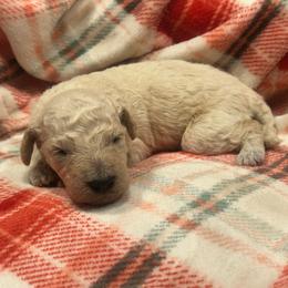 Steph - Cream male Goldendoodle puppy in Warren, Michigan from Annette Patterson