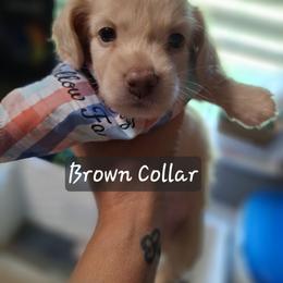 Male Number Two-Brown - Cream male Dachshund puppy in Gordon, Georgia from Long Dogs Yellow Farm