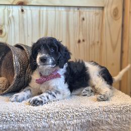 Meet Patches :) - Black and white male Cavapoo puppy in Centerville, Iowa from Barnyard Dachshunds, Dals & Doodles