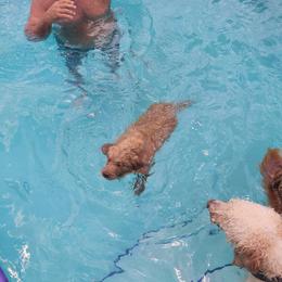Goldendoodle Puppies from Costa's Curly Canines