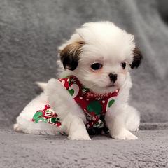 Julia - Sable and white female Japanese Chin puppy in Cresthill, Illinois from KonopkaKennelsLLC