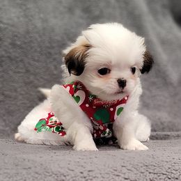 Julia - Sable and white female Japanese Chin puppy in Cresthill, Illinois from KonopkaKennelsLLC