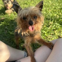 Syrup - Yorkshire Terrier