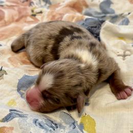 Ruby - female Toy Australian Shepherd puppy in Covington, Louisiana from Corner Oak Aussies