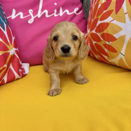 Dachshund puppies from Dixon Dachshunds