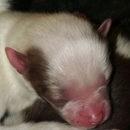 Treat - Chocolate merle female Pomeranian puppy in Weatherford, Texas from Jeweled Poms