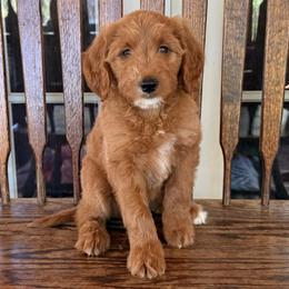 Pinky Pie, Blue - Apricot female Goldendoodle puppy in Grass Valley, California from CaliDoodles