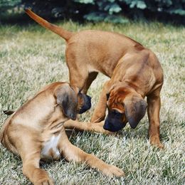 Rhodesian Ridgebacks from Alysium Ridgebacks