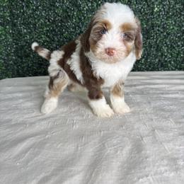 Boy 3 - Merle male Bernedoodle puppy in Modesto, California from Two Doods Doodles