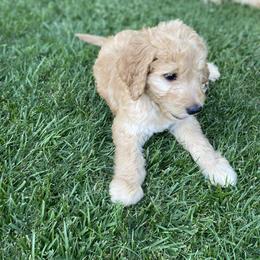Goldendoodle Puppies from Dhalia’s Doodles