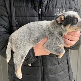 Australian Cattle Dog, Miniature Australian Shepherd, and Toy Australian Shepherd Puppies from Blue Creek Farms