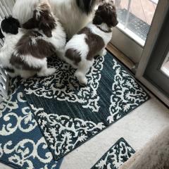 "Layla with her pups" Polish Lowland Sheepdog All Grown Up from EnchantingPON