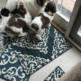 "Layla with her pups" Polish Lowland Sheepdog All Grown Up from EnchantingPON
