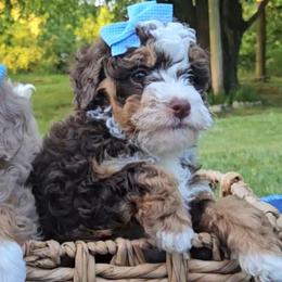 Poppy and Tulip - Phantom female Bernedoodle puppy in Russell Springs, Kentucky from 270 Doodles