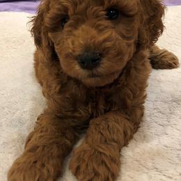 Goldendoodle Puppies from Delaryedoodles
