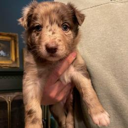 Lulu - Red merle female Australian Shepherd puppy in Lewisburg, Tennessee from Hawkins Working Australian Shepherds