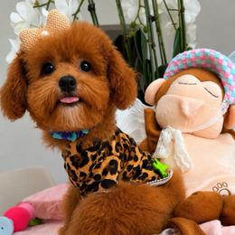 TAFFY - Red female Maltipoo puppy in Sugar Land, Texas from Celebrity Maltipoos