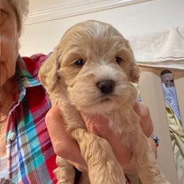 Carmela - Buff female Cockapoo puppy in Sewell, New Jersey from Della Luna Cocker Spaniels and Cockapoo Puppies