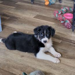 AKC Peanut - Black tri-color female Australian Shepherd puppy in Geneva, Florida from TGIF Doxies