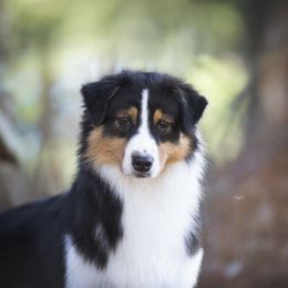 Rhea - Australian Shepherd