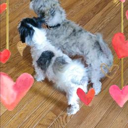 Shichon puppies from Robertson's Dream Ranch Aussies & Yorkies
