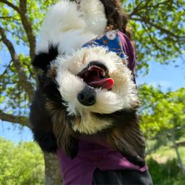 Carlos TRAINED - Tri-color male Bernedoodle puppy in Wamego, Kansas from Doodles of Oz