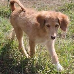 Vivienne - Apricot female Aussiedoodle puppy in Grand Saline, Texas from Aussies Acre