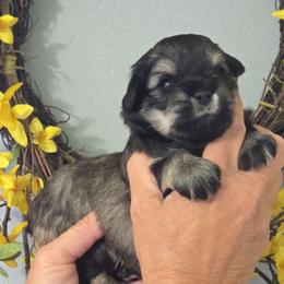 Salt and Pepper Male - Salt and pepper male Miniature Schnauzer puppy in Hertford, North Carolina from Little Bug Schnauzers
