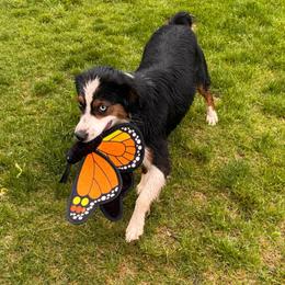 Diva - Miniature Australian Shepherd